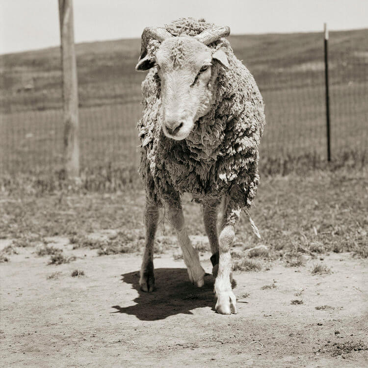 Stunning Black And White Portraits Of Rescued Farm Animals That Were ‘Allowed To Grow Old’