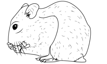 Cara Menggambar  Hamster  Dengan Mudah