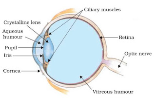 CBSE Class 10 Science Chapter 11 The Human Eye and the Colourful World Notes