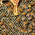 What are the benefits of Propolis?