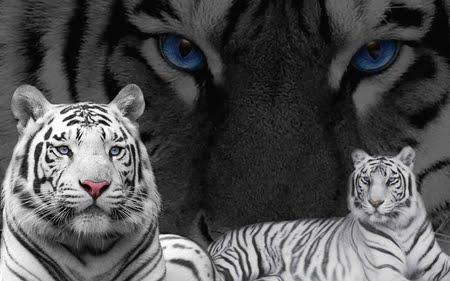 Free Wallpaper Downloads on Free Download White Tiger Wallpapers  Siberian  Bengal Tiger Pictures