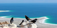 Tristramits survey the Dead Sea, the deepest saline lake in the world. (Image Credit: Yair Aronshtam via Flickr) Click to Enlarge.