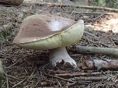 Orawa, Lipnica Wielka, Babia Góra, grzyby sierpniowe, grzybobranie na Orawie, borowik szlachetny, Boletus edulis