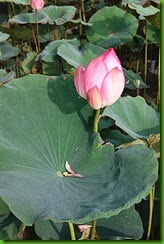 clip_image019