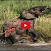 Animal Fights Caught On Camera : Lions, Buffalo, Crocodile, Elephants, Bears