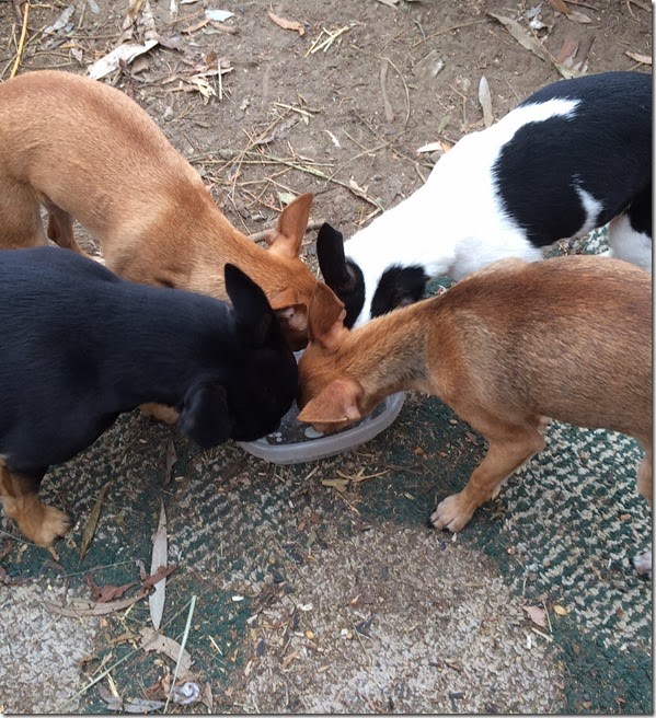 3Goats Milk