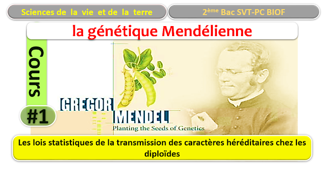 Les lois statistiques de la transmission des caractères héréditaires chez les diploïdes 2BAC BIOF SVT