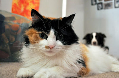 Cat And Dog Photobombing Each Other Seen On  www.coolpicturegallery.us