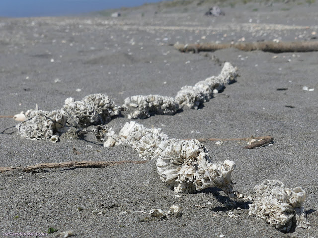 column of barnacles