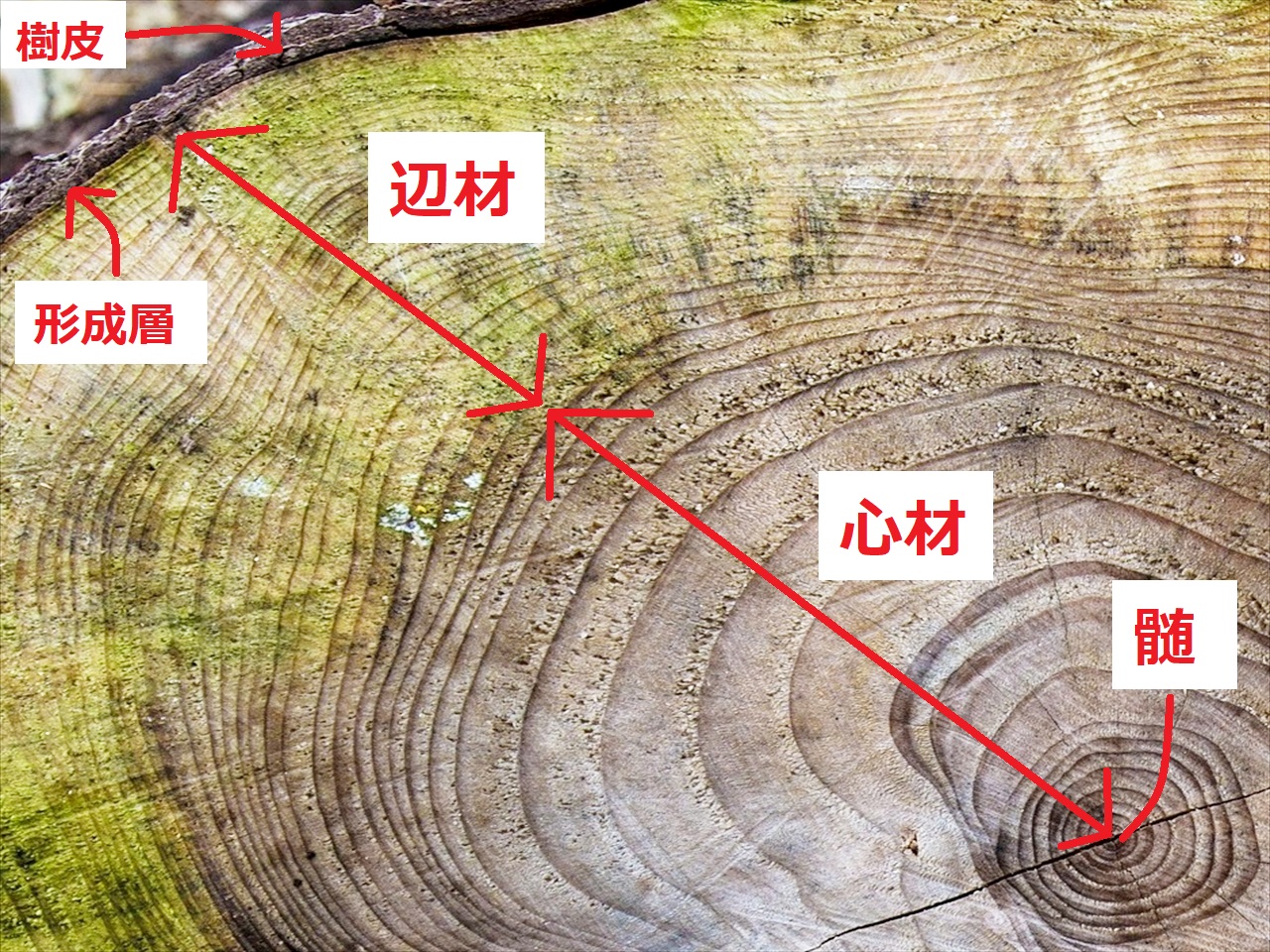 山中の切株に育つ苔は なぜ外周から生えるのか 苔モス工房