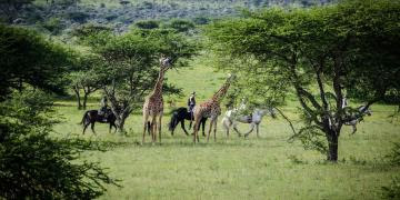 safari through kenya - mystery gorilla safaris