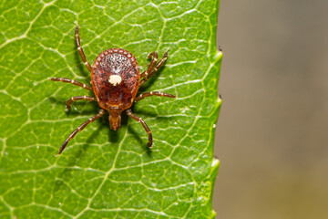 Alerta sobre a Febre Maculosa em Juiz de Fora, Minas Gerais: um chamado à consciência e prevenção