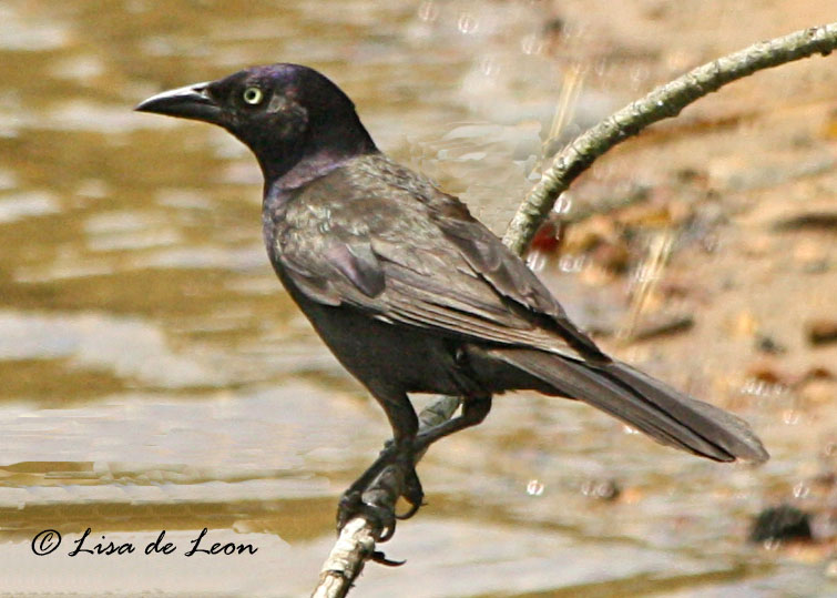 common grackle flight. common grackle flight. of