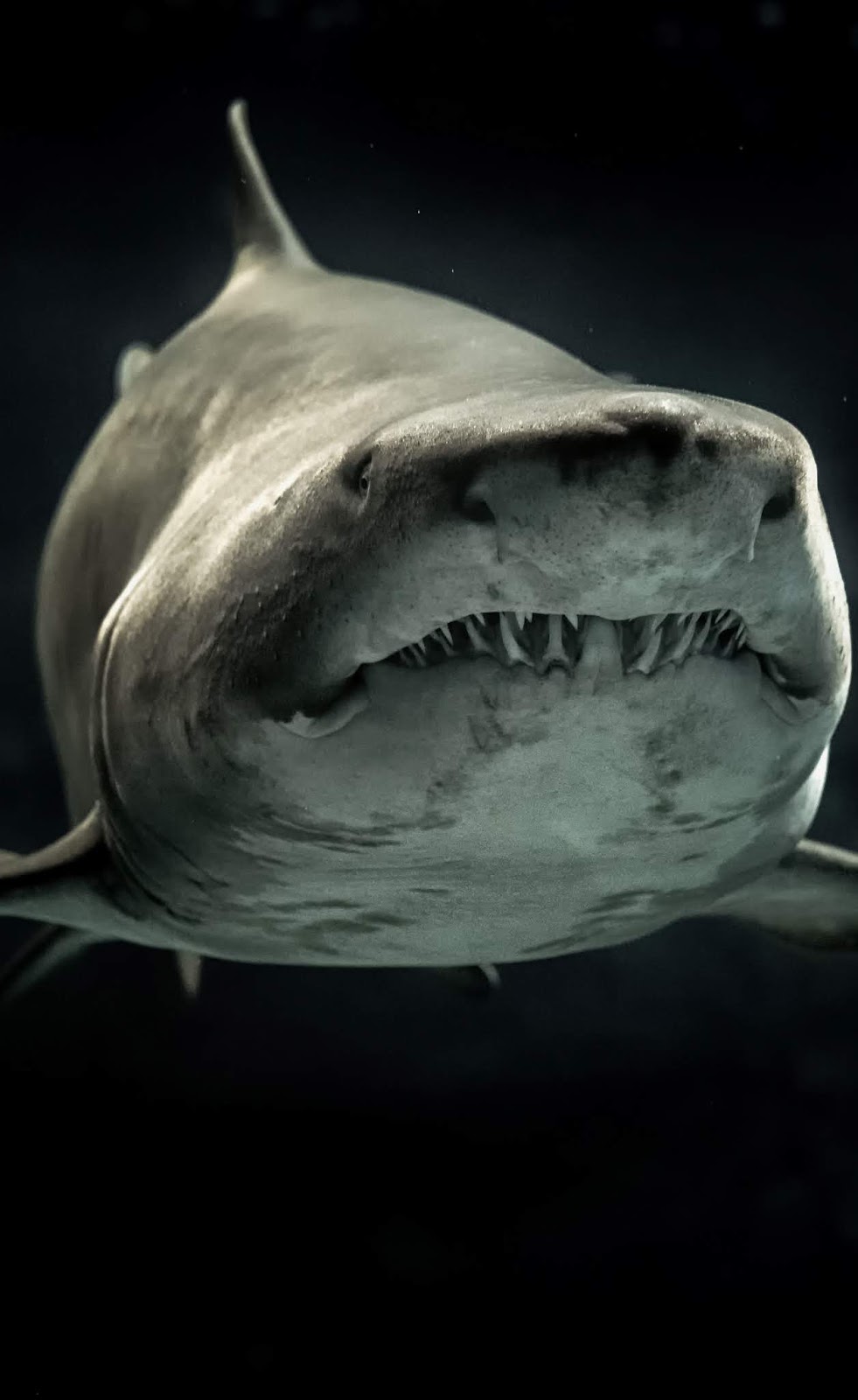 A shark with menacing teeth.