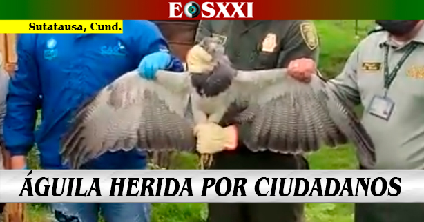 Águila de Páramo herida en zona rural de Sutatausa se recuperará en Bogotá