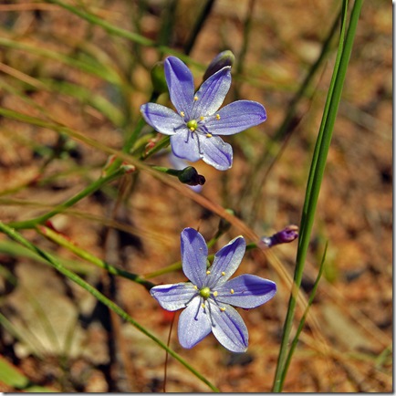 Grampians - wildflower 6