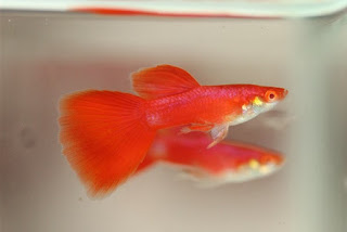 jual guppy import, jual guppy kaskus, jual guppy murah, jual guppy full red, jual guppy big ear, jual guppy jakarta, jual guppy betina, jual guppy jogja, jual guppy surabaya, jual guppy black moscow, jual guppy albino, jual guppy albino murah, jual aneka guppy, jual ikan guppy albino, jual guppy red albino, jual ikan guppy aneka, jual ikan guppy red albino, harga guppy albino, jual guppy blue grass, jual guppy blue sky, jual guppy berkualitas, jual guppy blue moscow, jual guppy bandung, jual guppy bekasi, jual guppy blue lace, jual guppy cobra, harga guppy cobra, jual ikan guppy cobra, jual ikan guppy cirebon, jual guppy di medan, jual guppy di jakarta, jual guppy dan ikan lainnya, jual guppy depok, jual guppy di jogja, harga guppy dragon, jual ikan guppy di jakarta, jual ikan guppy di bandung, jual ikan guppy depok, jual ikan guppy di batam, jual guppy endler, jual guppy full platinum, jual guppy fish, jual guppy full black, jual fancy guppy, harga guppy full red, harga guppy full black, jual ikan guppy full platinum, jual hikari fancy guppy, harga guppy fish, jual guppy grosir, jual ikan guppy blue grass, jual ikan guppy grosir, jual guppy hias, jual guppy hb pastel, jual guppy halfmoon, harga guppy hias, jual ikan guppy hias, harga jual guppy, harga hikari guppy, harga jual ikan guppy hias, harga jual guppy full red, jual guppy import 2015, jual guppy indukan, jual ikan guppy, jual ikan guppy jakarta, jual ikan guppy betina, jual ikan guppy murah, jual ikan guppy bandung, jual ikan guppy surabaya, jual guppy jambi, jual guppy jakarta timur, jual ikan guppy jawa timur, jual ikan guppy jember, jual ikan guppy di jambi, jual guppy, jual guppy kontes, jual ikan guppy kontes, jual ikan guppy kaskus, jual guppy lokal, jual guppy red lace, jual ikan guppy lampung, jual guppy medan, jual guppy mata merah, jual guppy micariff, jual guppy malang, jual ikan guppy medan, jual ikan guppy makassar, jual guppy neon, harga guppy neon, jual guppy online, jual ikan guppy online, jual guppy partai, jual guppy palembang, jual guppy platinum, jual guppy panda, jual guppy pekanbaru, jual guppy pontianak, jual pakan guppy, harga guppy platinum, jual ikan guppy pontianak, jual guppy red, jual guppy ribbon, harga guppy ribbon, harga guppy red, jual ikan guppy ribbon, jual ikan guppy super red, jual guppy super red, jual guppy swallow, jual guppy sky blue, jual ikan guppy solo, jual ikan guppy sidoarjo, jual ikan guppy strain murni, jual guppy strain, jual guppy tangerang, jual guppy tuxedo, jual tetra guppy, harga guppy tuxedo, jual ikan guppy tangerang, jual ikan guppy termahal, harga tetra guppy, jual pakan tetra guppy, harga guppy termahal, jual guppy yogyakarta, jual ikan guppy yogyakarta, jual guppy 2013, jual guppy 2012, jual ikan guppy 2013, jual ikan guppy 2014, harga guppy 2013, jual ikan guppy 2012, jual guppy import 2013, harga guppy 2010,