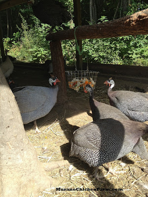 guinea hens in summer