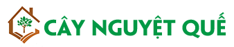 Cây Nguyệt Quế