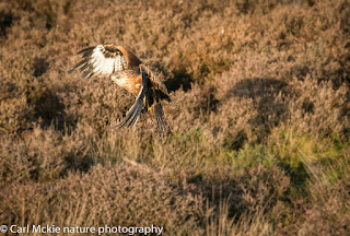 Red Kite, Milvus milvus, Autumn in Suffolk,flight, flying