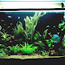 Community Aquarium - Community Fish