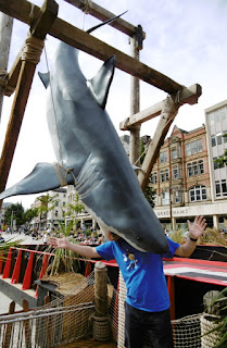 Photo of the shark at Nottingham Beach