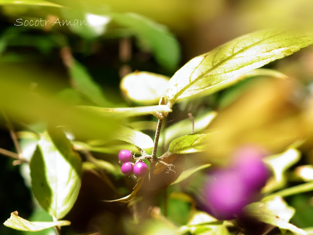 Callicarpa mollis