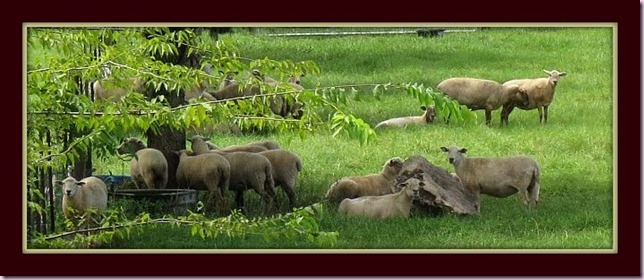sheepIMG_2232