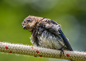 rescued male eastern bluebird fledgling on perching rope