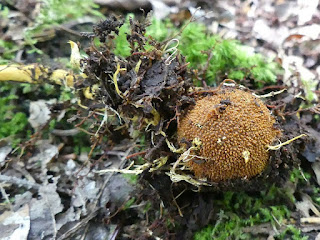 Tolypocladium ophioglossoides - Cordyceps langue-de-serpent