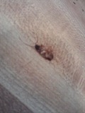 Roach!