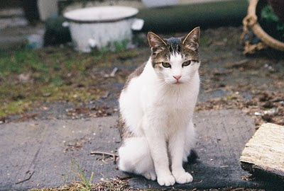 Lucy the cat portrait on film, Kodak 400 Max, Canon A2, 28-105mm lens