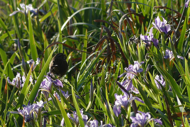 bird among irises