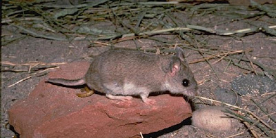 Tikus Paling Mengerikan Mampu Menghabisi Nyawa Kalajengking
