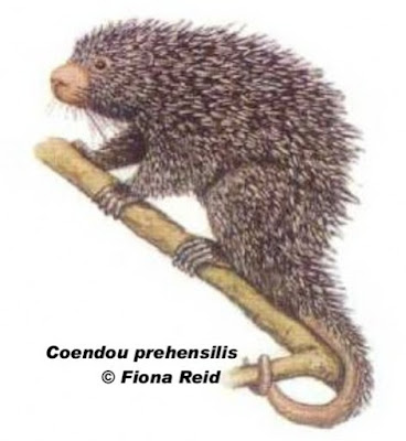 Coendou prehensilis