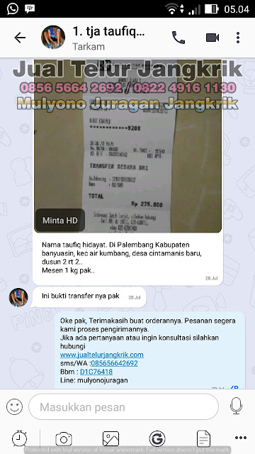 budidaya jangkrik, cara beternak jangkrik, cara budidaya jangkrik, cara ternak jangkrik, jual telur jangkrik, ternak jangkrik