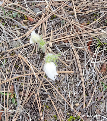 pasqueflower, Anemone patens