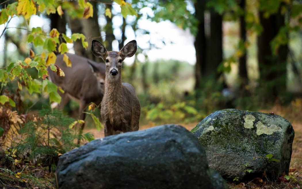 deer behind rocks widescreen hd wallpaper