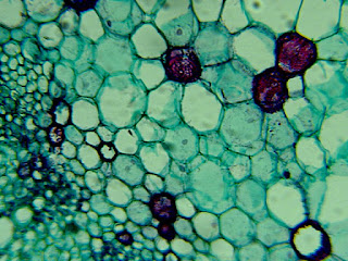 Mikroskop Cahaya Konvensional