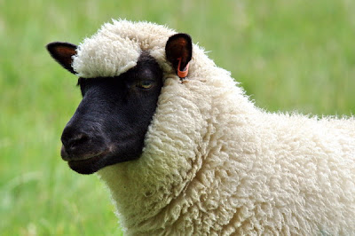 Beautiful Sheep Photo Stills