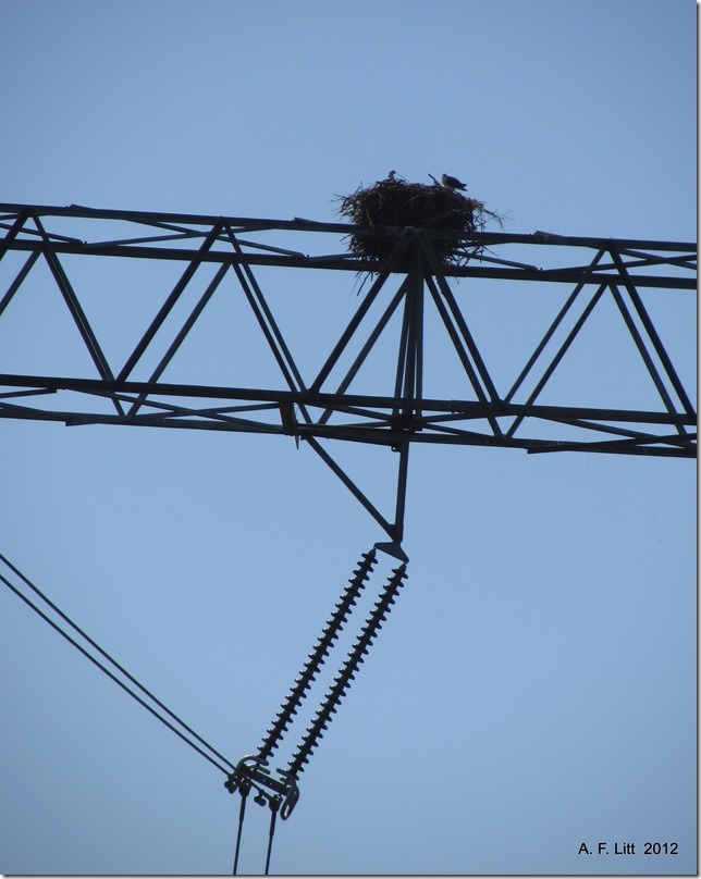 Osprey Nest.  Duvall, Washington.  August 15, 2012.  Photo of the Day by A. F. Litt:  September 12, 2012.