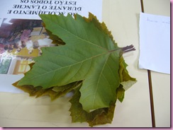 P1020290