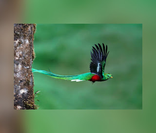 This is an illustration of a Resplendent Quetzal (One of the Most Beautiful birds in the world)