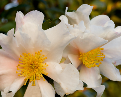 Camellia sasanqua var. "Cleopatra White"