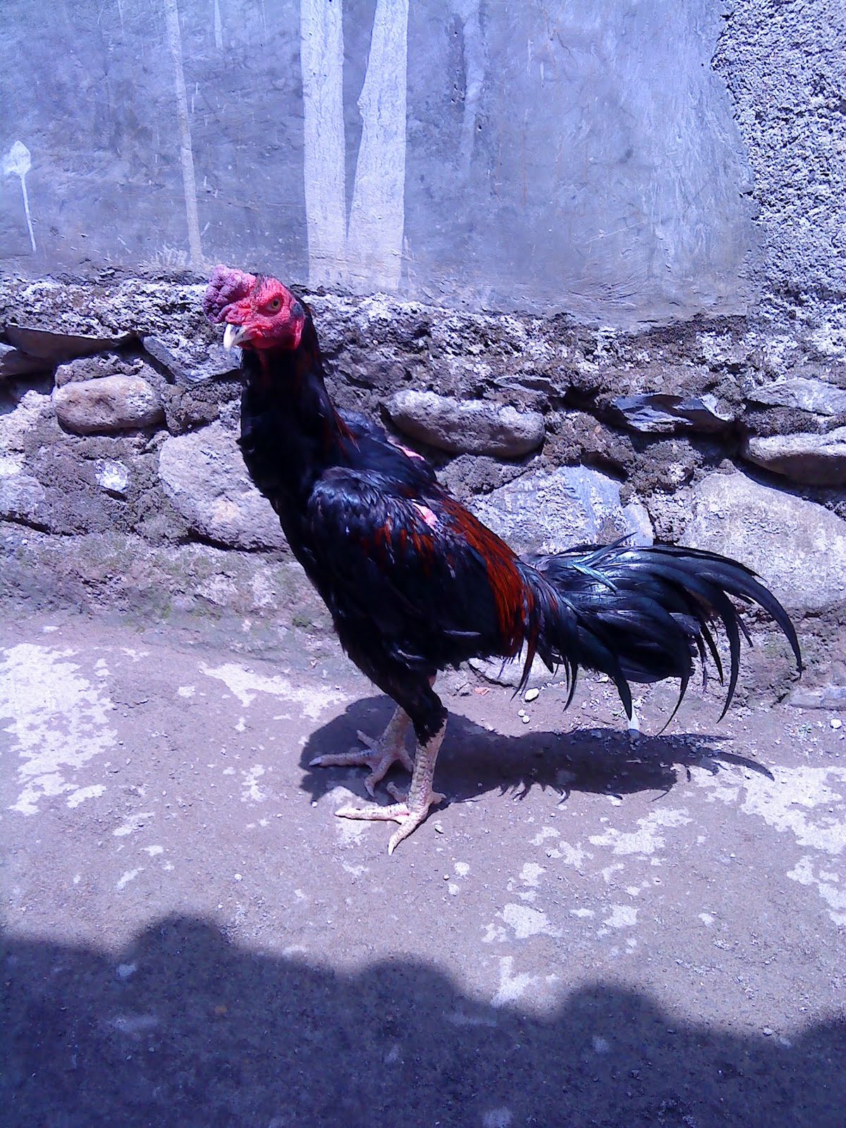Anak Ayam Farm (AA Farm)