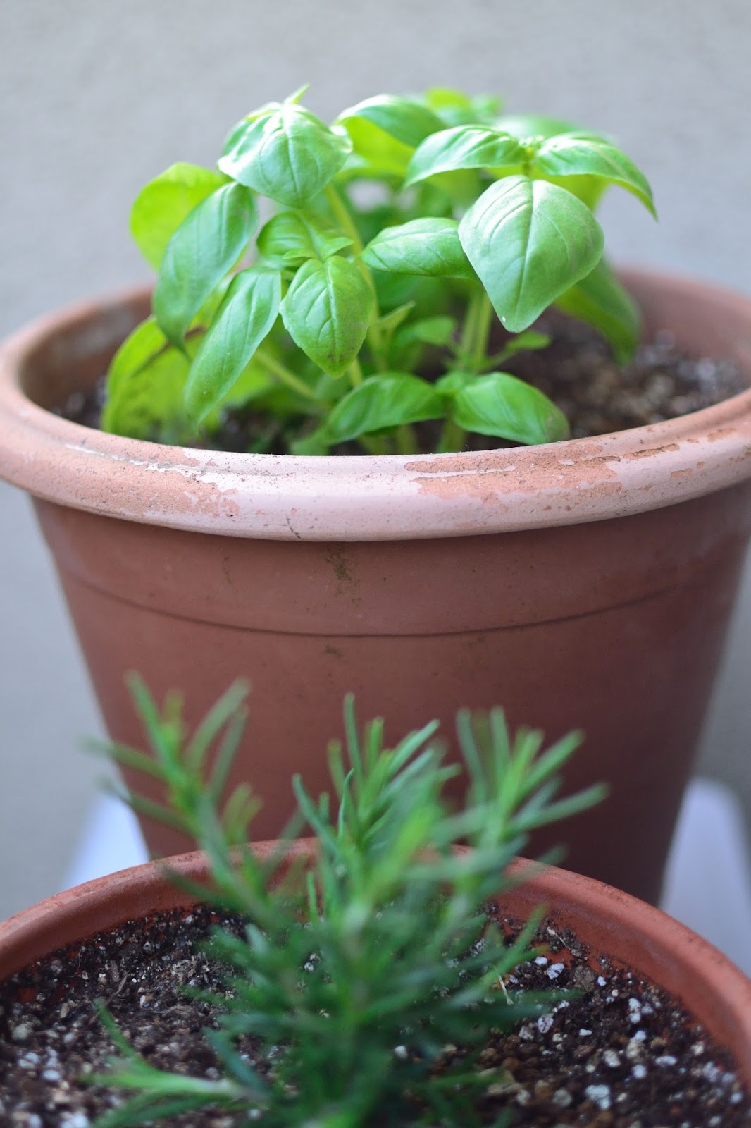わが家の庭から ７ バジルとローズマリーの植え付け プランター栽培