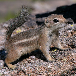 The News For Squirrels: Squirrel Facts: Squirrels of the Desert