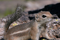 Browntailed GroundSquirrel