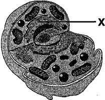 Oeganel sel