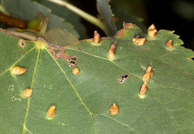 Nail galls on Small-Leaved Lime, Tilia cordata, caused by the gall mite Eriophyes lateannulatus.  Farningham Wood, 2 October 2011.